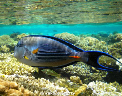 Sohal surgeonfish-Red sea by Yakout Hegazy 